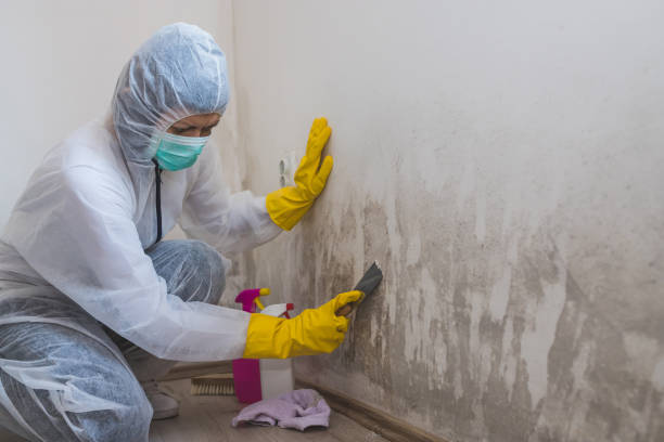 Best Post-Construction Mold Inspection  in Lakeland, MN