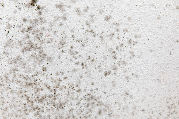 Best Mold Documentation for Insurance Claims  in Lakeland, MN