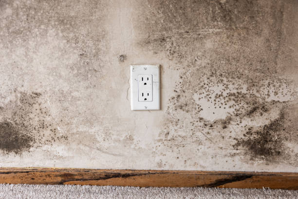Best Asbestos and Lead Testing During Mold Inspection  in Lakeland, MN