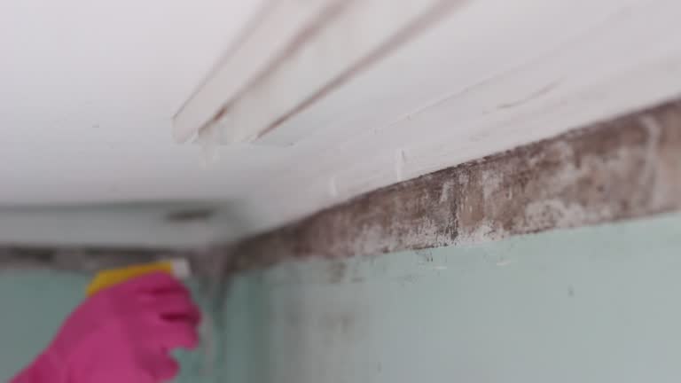 Best Mold Removal for HVAC Installations  in Lakeland, MN